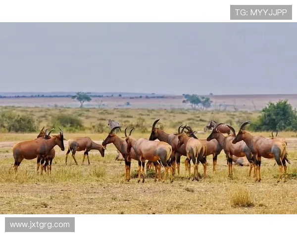 非洲五虎传奇与草原生态保护的探索与启示 - 副本 (4)